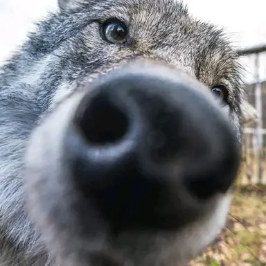 Wolf